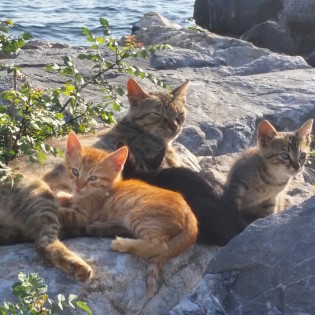 Istanbul street cats