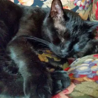 Immer wieder sonntags #88, black cat Canavar