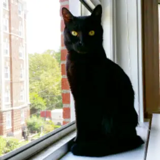 Immer wieder sonntags #88, black cat Canavar