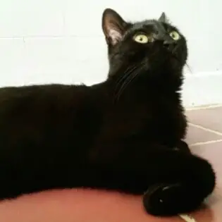 Immer wieder sonntags #89 Black cat Canavar