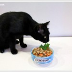 Alles für die Katz’: Selbstgekochtes Futter