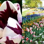 5 Ideen einen Frühlingstag zu erleben
