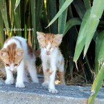 Reisen: Fotos von den Katzen auf Kos