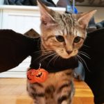 Happy Halloween 2020 – The Kitten Edition