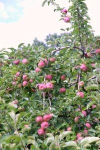 Apple Picking at Dr. Davies Farm New York State Travel | janavar
